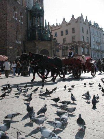 Rynek